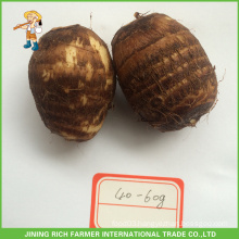 Best Price Chinese Fresh Taro 40g